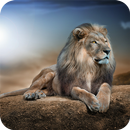 Lions HD Wallpaper APK