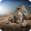 ”Lions HD Wallpaper