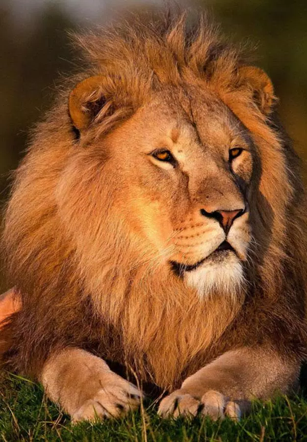 Lions HD Wallpaper APK for Android Download