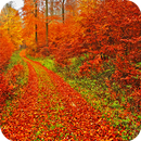 Autumn Wallpaper APK