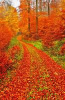 Autumn Wallpaper Affiche