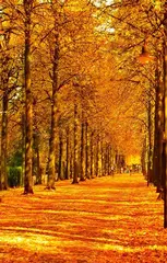 Autumn Wallpaper APK download