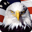 Eagle HD Wallpaper