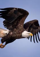 Eagle HD Wallpaper screenshot 2