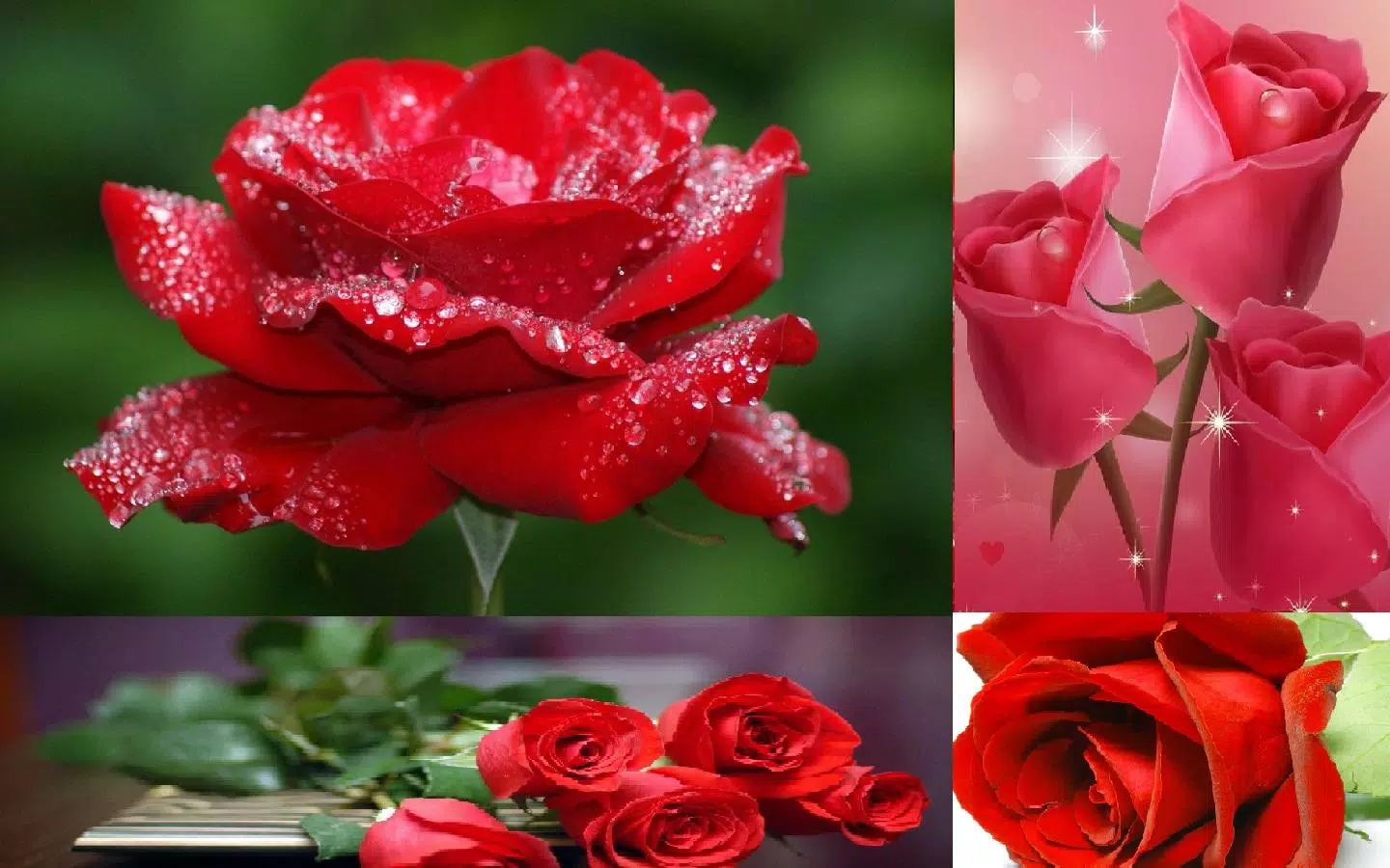 Rose Wallpaper APK for Android Download Rose Wallpaper APK for Android Download