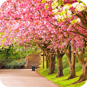 Spring Wallpaper أيقونة