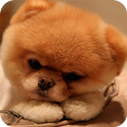Puppy Wallpaper أيقونة