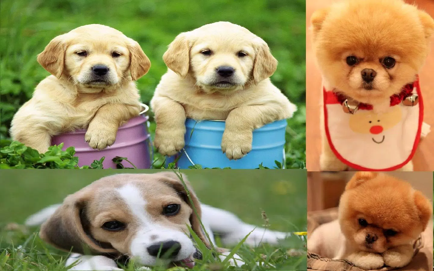 Puppy Wallpaper APK for Android Download
