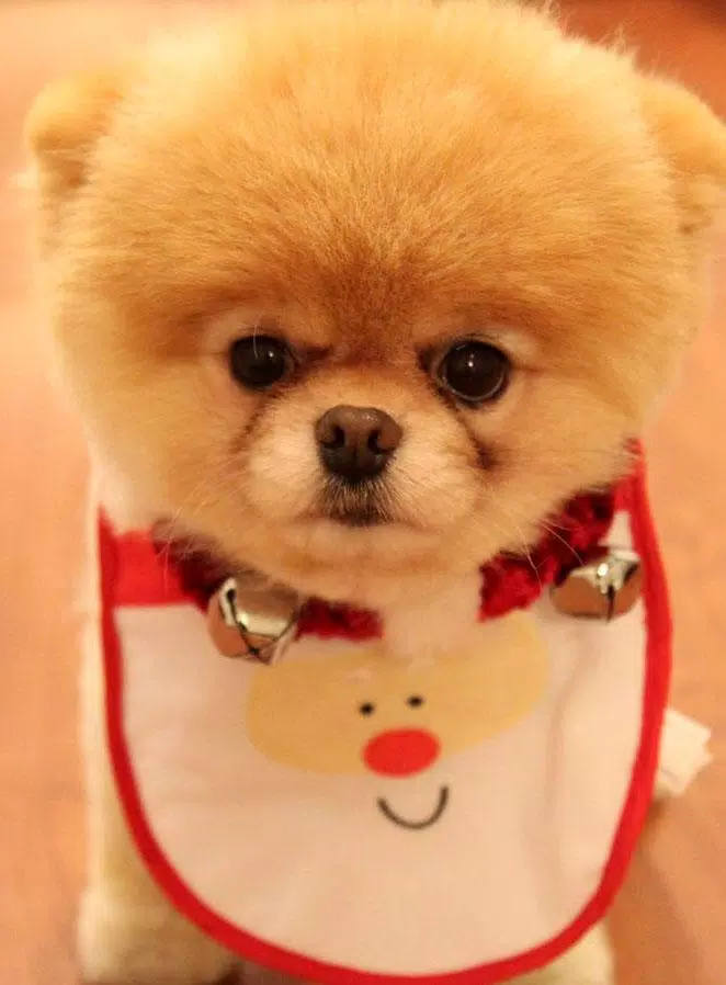 Puppy Wallpaper APK for Android Download Puppy Wallpaper APK for Android Download