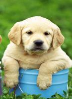 Puppy Wallpaper تصوير الشاشة 1