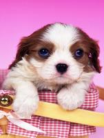 Puppy Wallpaper تصوير الشاشة 2
