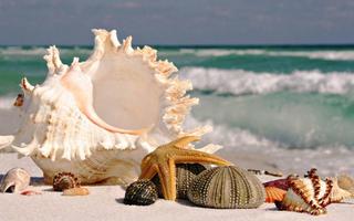 Summer Beach Wallpaper ảnh chụp màn hình 3