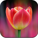 Tulip Wallpaper 4K APK