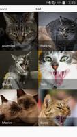 Cat sounds - play with cats ภาพหน้าจอ 2