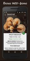 Справочник грибника постер