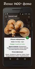 Скачать Справочник грибника APK