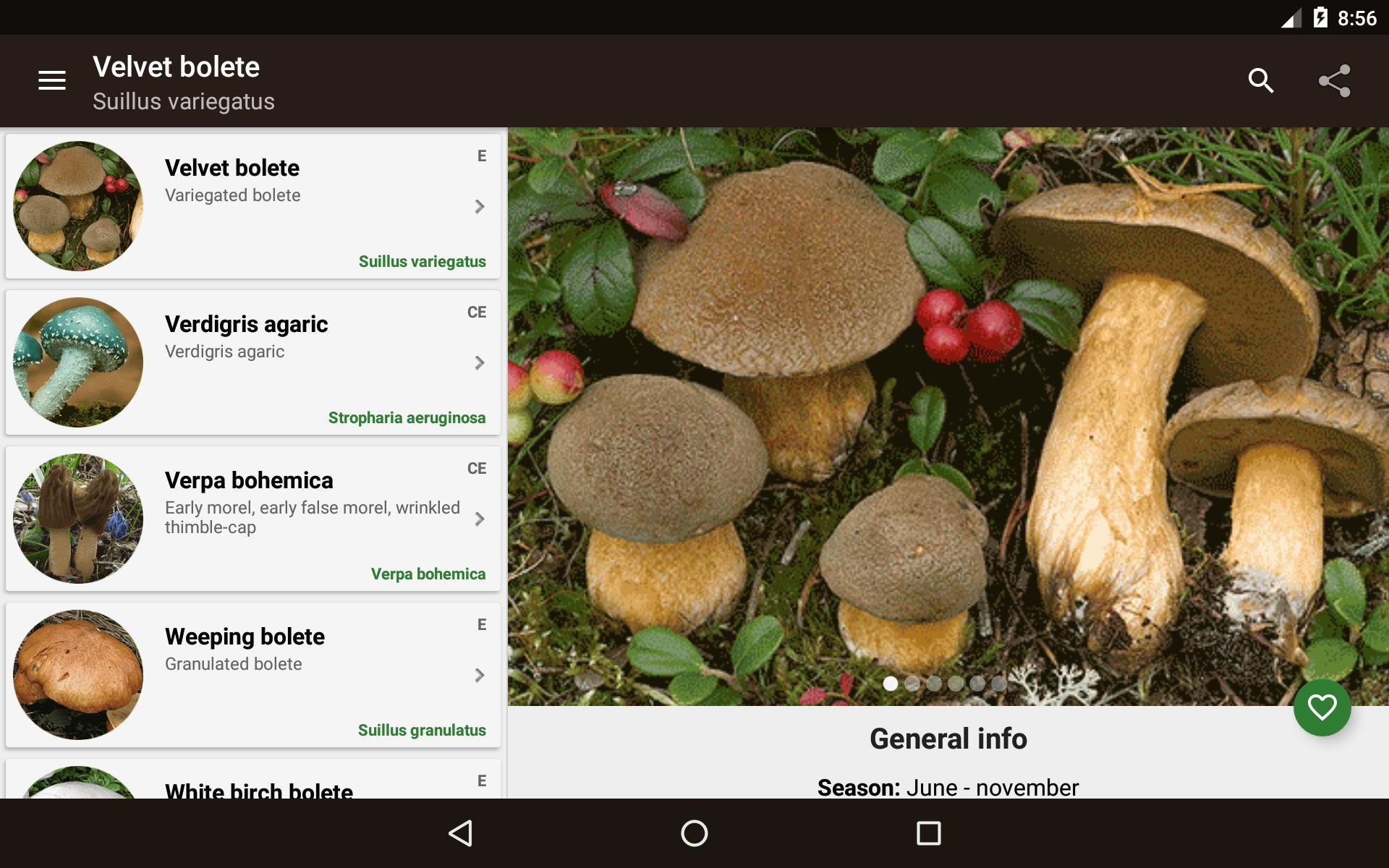 Справочник грибов с фотографиями и описанием