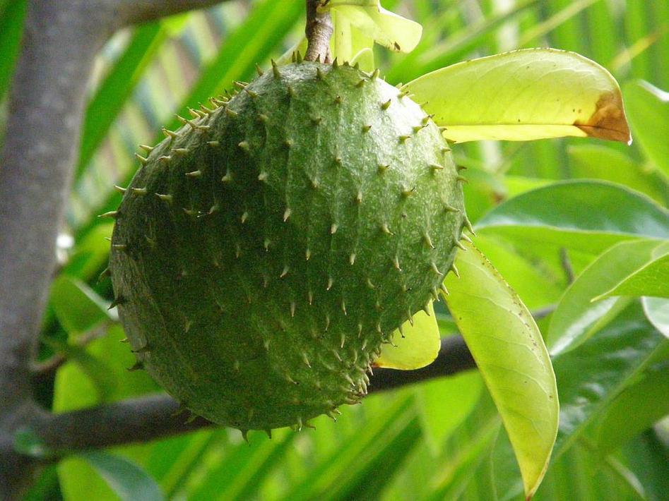 Guanabana Benefits for Android - APK Download