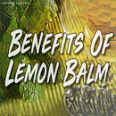 APK Benefits Of Lemon Balm
