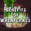 Benefits Of Wheatgrass APK