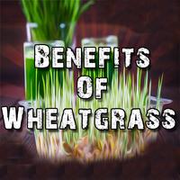 پوستر Benefits Of Wheatgrass