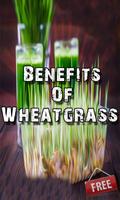 Benefits Of Wheatgrass Ekran Görüntüsü 1
