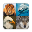 Birds and Animals - Global