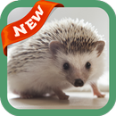 Hedgehog Wallpaper APK