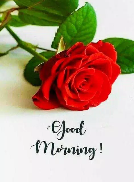 Good morning Flower Images Colorful Roses 4K 2020 APK pour Android Télécharger Good Morning Flower Images Colorful Roses 4K 2020 Apk Pour Android Télécharger