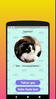 Hangi kedi ırkı sizsiniz? Ölçe Ekran Görüntüsü 3