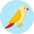 Che tipo di uccello sei? Test