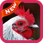 آیکون‌ Hen Wallpaper