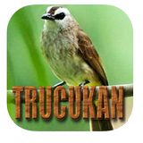 Kicau trucukan offline ícone