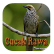 Kicau Cucak Rowo Fighter Gacor