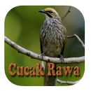 Kicau Cucak Rowo Fighter Gacor APK