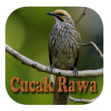 Kicau Cucak Rowo Fighter Gacor ícone