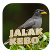 Kicau Jalak Kebo Gacor