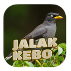 Kicau Jalak Kebo Gacor ícone