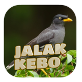Kicau Jalak Kebo Gacor ícone