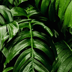 آیکون‌ Nature wallpaper HD