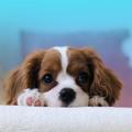 Cute Dogs Sounds