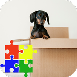 Clever Dachshund Jigsaw Puzzle Game