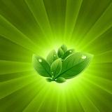 Medicinal plants आइकन