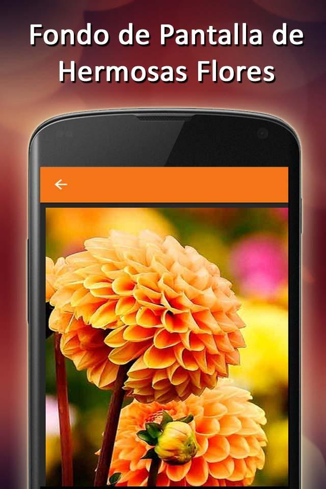 Rosas de Amor Con Frases bonitas Fondo de Pantalla APK voor Android Download Rosas de Amor Con Frases bonitas Fondo de Pantalla APK voor Android Download