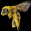 Mga pollinator ng HD