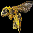 HD pollinators icon