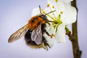 Pollinisateurs HD capture d'écran 2