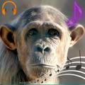 Monkey Sounds and Ringtones