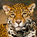 Animals Photo Jigsaw Puzzle APK