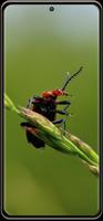 برنامه‌نما Nature Wallpaper عکس از صفحه